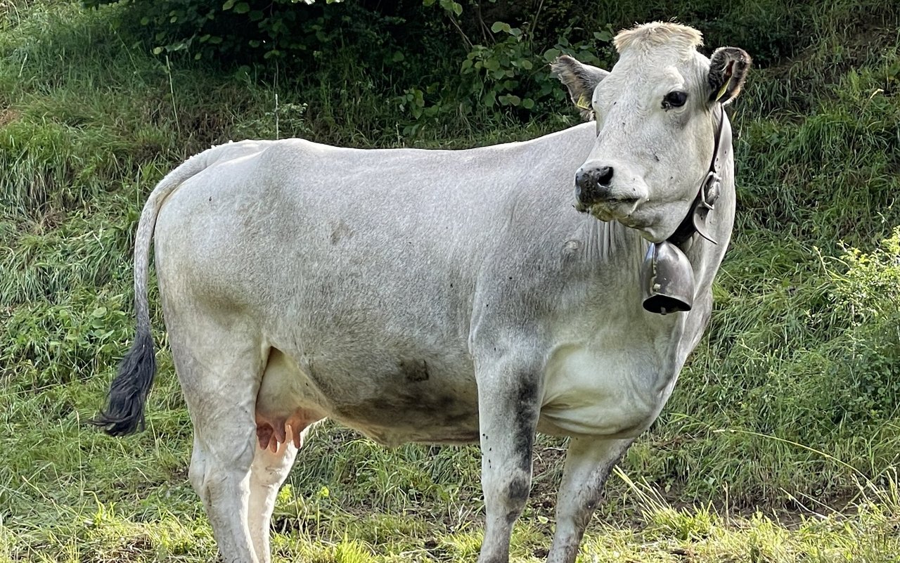 Gasconne-Rinder sind in der Schweiz noch selten anzutreffen, erst 21 Tiere sind auf zwei Betrieben eingetragen.