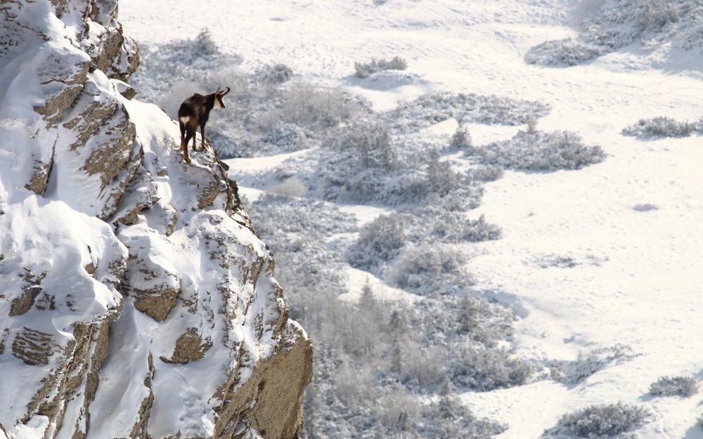 Gämsen reduzieren im Winter ihre Herzfrequenz.