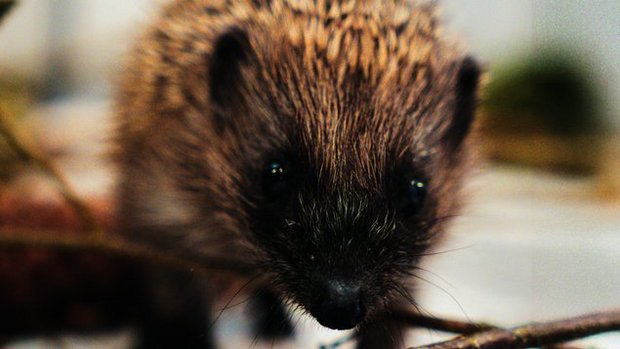 Der junge Igel wurde Der junge Igel wurde gegen Parasiten behandelt und kommt wieder zu Kräften in seiner Box.