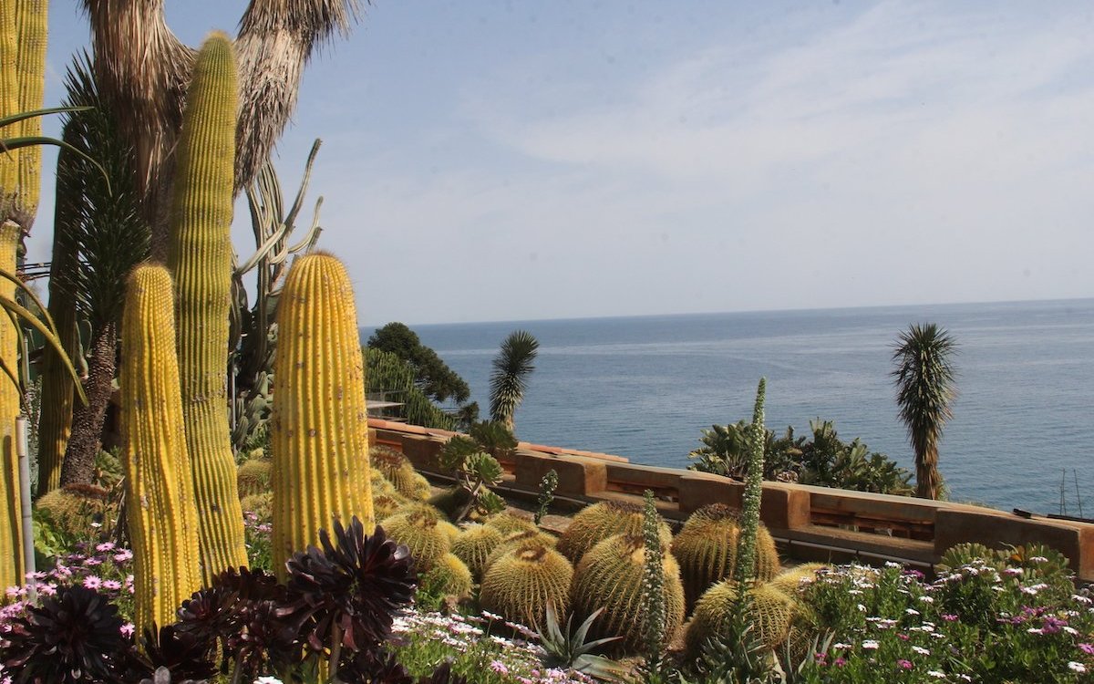 Am Mittelmeer, wie hier im Giardino Esotico Pallanca in Bordighera an der italienischen Riviera gedeihen verschiedenste Kakteenarten unter freiem Himmel. 