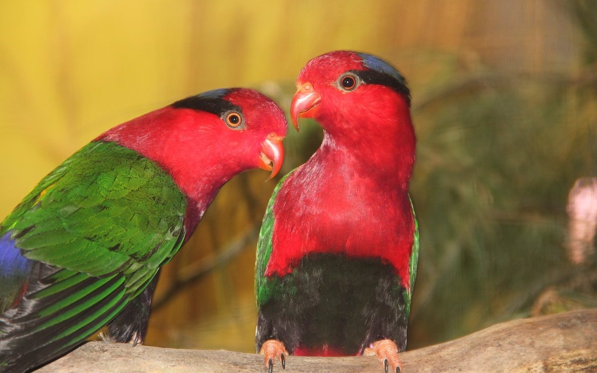 Stella Papualoris aus Neuguinea an der Vogelausstellung des SZV Sursee.