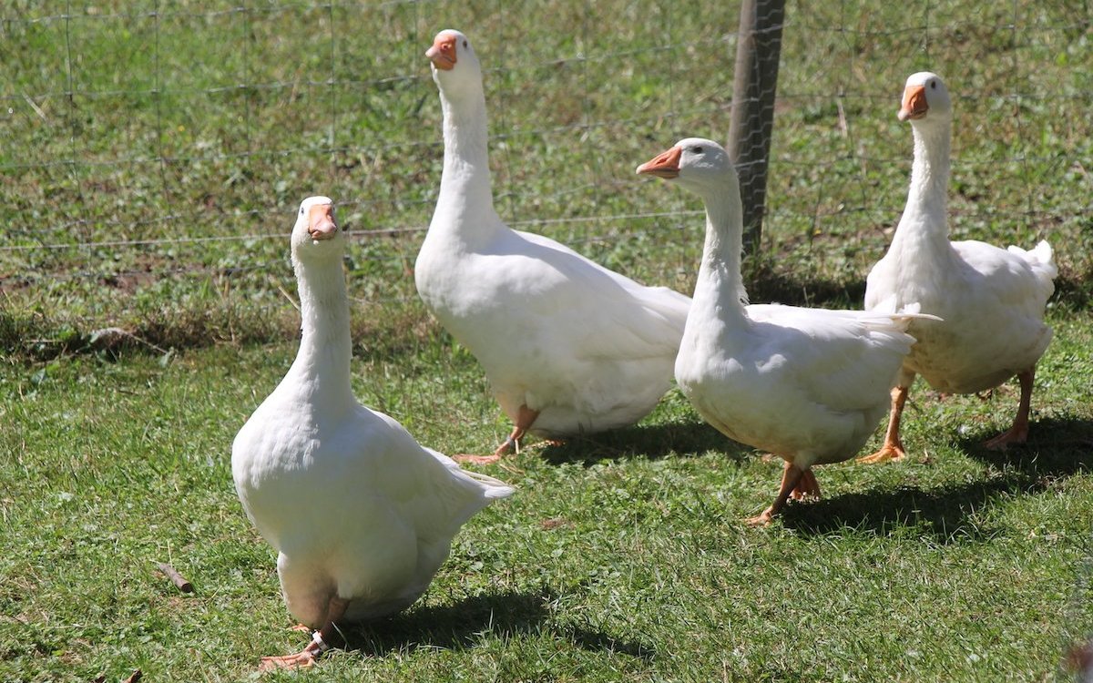 Diepholzer Gänse schnattern. 