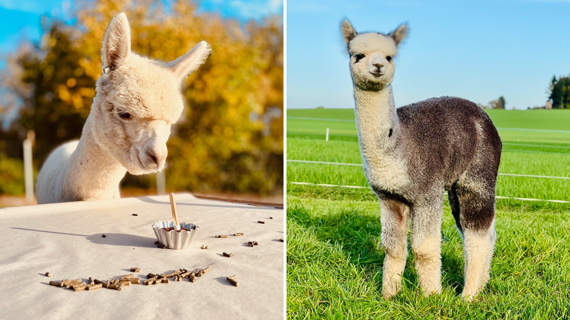 Alpakas sind mehr als nur niedlich tierwelt.ch TierWelt