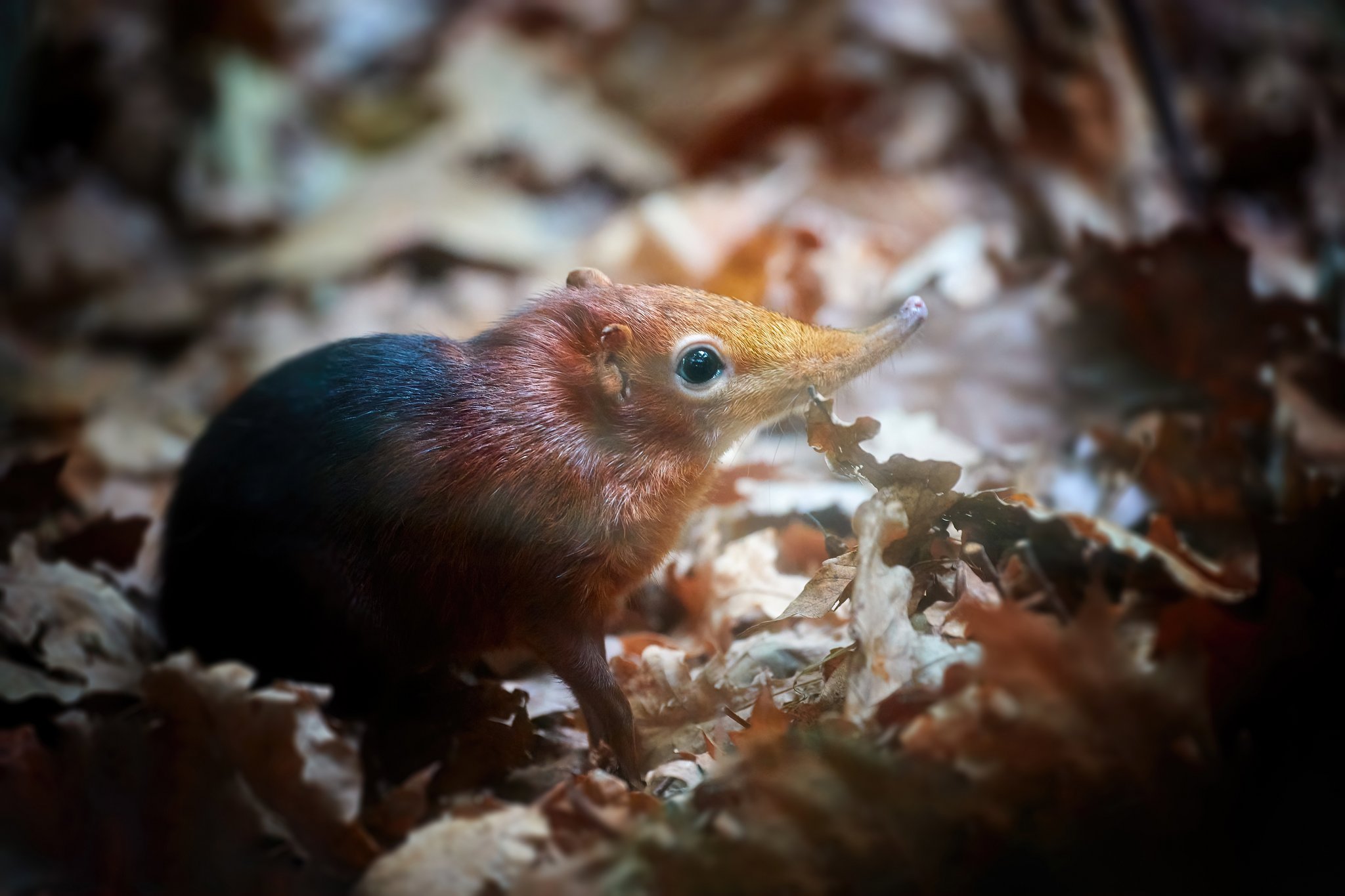 Das Rotschulter-Rüsselhündchen: Winziges Tier mit langer Nase - tierwelt.ch  | TierWelt