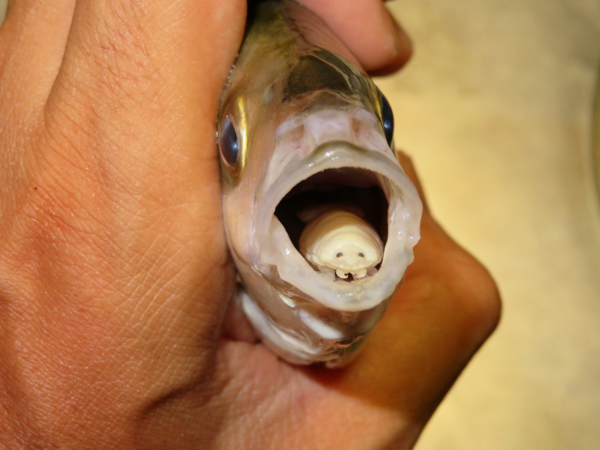 Cymothoa exigua: Die Assel, die Fischzungen frisst 