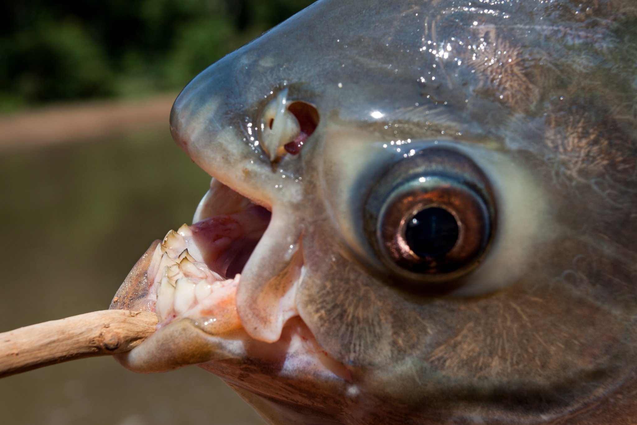 Der Schwarze Pacu: Fisch mit Menschenzähnen - tierwelt.ch | TierWelt