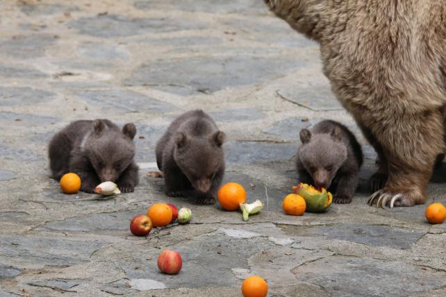 Drei kleine Bärchen im Zoo von Servion - tierwelt.ch | TierWelt