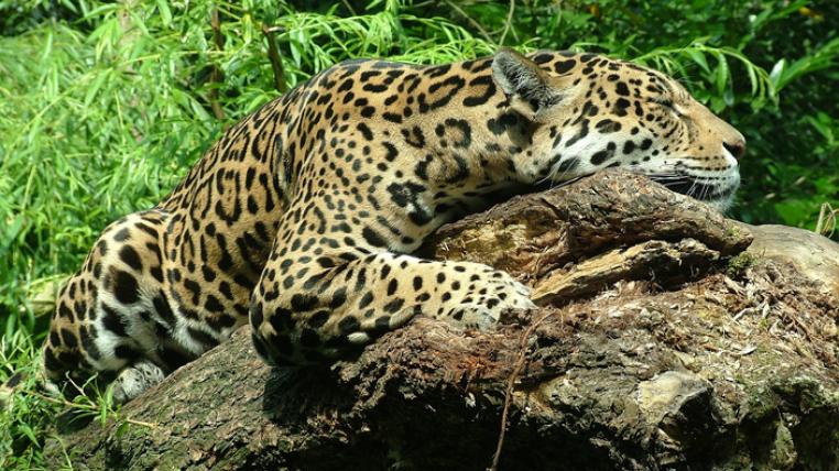 Jaguar Zu Dick Und Faul Für Paarung Tierweltch Tierwelt 